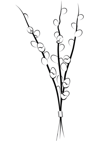 Willow Catkin Branches Coloring Page